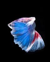 Betta Fisch. Fangen Sie den bewegenden Moment von rot-blauen siamesischen Kampffischen ein, die auf schwarzem Hintergrund isoliert sind. foto