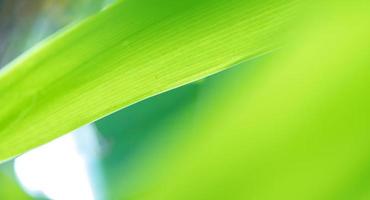 abstrakte atemberaubende grüne Blattstruktur, tropischer Blattlaub Natur grüner Hintergrund foto