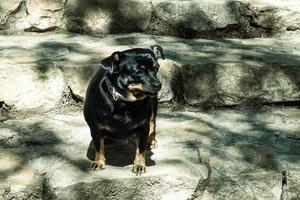 ein kleiner schwarzer Hund auf den Steinstufen foto