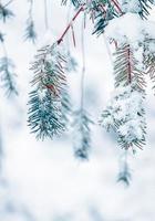 Schnee auf den Kiefernblättern in der Wintersaison, weißer Hintergrund foto