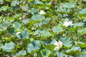 Weiße Lotusfelder, die in einem See blühen foto