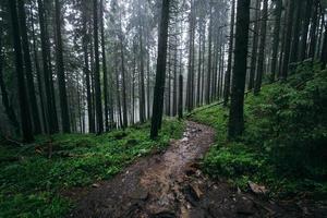 starker Regen im Wald, Wasser rauscht den Weg hinunter foto