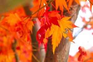 verschwommene, bunte Ahornblätter im herbstlichen Naturhintergrund foto