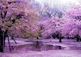 schöne rosa kirschblüten sakura mit erfrischung am morgen in japan foto