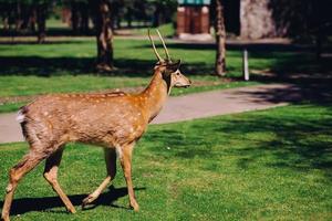 Rehe in der Natur Spaziergänge im Park foto