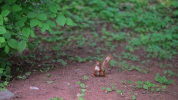 Eichhörnchen sucht Nahrung auf dem Boden in einem Stadtpark foto