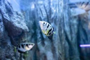 gewöhnlicher Bogenschützenfisch im Aquarium. Süßwasserfisch foto