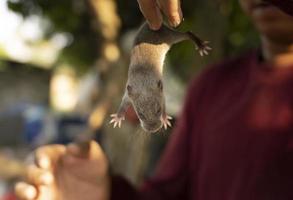 Junge fangen eine kleine braune Ratte foto