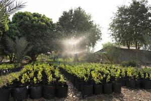 automatische Sprinkleranlage zur Bewässerung der Pflanzen foto