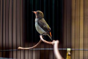 burung cabai merah oder dicaeum cruentatum ist eine Vogelart aus der Familie der Dicaeidae, der Gattung Dicaeum. Dieser Vogel hat einen Lebensraum in Sekundärwäldern. foto