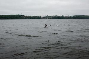 Vogel über Wasser foto