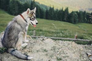 Hund sitzt auf dem Hügel foto