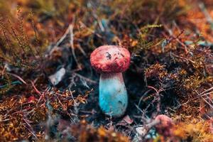 Leckerer kleiner schöner Steinpilz in einem schönen Wald zwischen Moos, Nahaufnahme foto