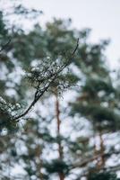 Winterwald mit Schnee auf Bäumen und Boden foto