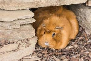 Der kleine liebe braune Hamster sitzt in einer Höhle aus Steinen foto