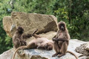 Drei liebe Gelada-Affen, die Yoga auf einem Felsen machen foto