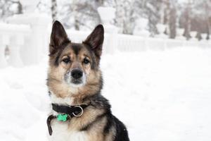 Porträt eines braunen und weißen kurzhaarigen Mischlingshundes mit Halsband und Adressschild in einem verschneiten Winterpark bei einem Spaziergang. foto