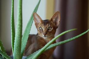 Eine abessinische Katze, die auf der Fensterbank sitzt und aus dem Fenster schaut foto