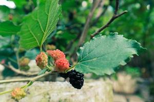 Maulbeerfrucht Morus sp ist eine Beere, die von einem Baum namens Morus alba stammt. auf englisch ist diese frucht als mulberry bekannt. foto