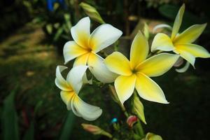 Frangipani-Blüten blühen in weißer Farbe foto