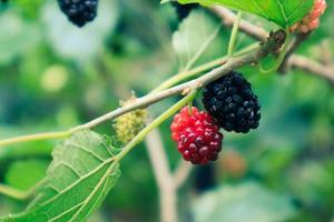 Maulbeerfrucht Morus sp. ist eine Beere, die von einem Baum namens Morus alba stammt. auf englisch ist diese frucht als mulberry bekannt. foto