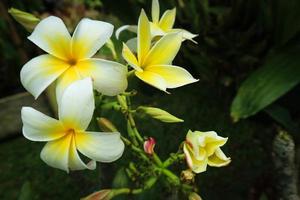 Frangipani-Blüten blühen in weißer Farbe foto