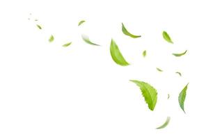 grüne schwimmende Blätter fliegende Blätter grünes Blatt tanzen, Luftreiniger Atmosphäre einfaches Hauptbild foto