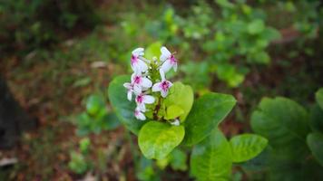 schöne blume, grüner baum und blattbeschaffenheit foto