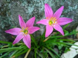 die rosa regenlilie ist eine pflanzenart der gattung zephyranthes oder regenlilie, die in peru und kolumbien beheimatet ist. foto