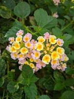 lantana camara gemeines lantana ist eine blühende Pflanzenart aus der Familie der Eisenkrautgewächse Verbenaceae, die im tropischen Amerika beheimatet ist. foto