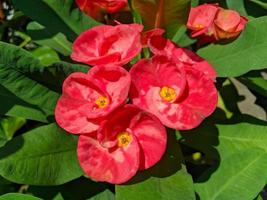 Euphorbia oder Dornenkrone ist eine der Zierpflanzen, die oft als Dekoration auf der Homepage zu finden sind. diese pflanze hat blumen mit schönen farben, aber die stiele sind voller dornen. foto