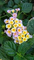 lantana camara gemeines lantana ist eine blühende Pflanzenart aus der Familie der Eisenkrautgewächse Verbenaceae, die im tropischen Amerika beheimatet ist. foto