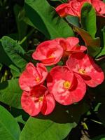 Euphorbia oder Dornenkrone ist eine der Zierpflanzen, die oft als Dekoration auf der Homepage zu finden sind. diese pflanze hat blumen mit schönen farben, aber die stiele sind voller dornen. foto