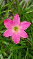 die rosa regenlilie ist eine pflanzenart der gattung zephyranthes oder regenlilie, die in peru und kolumbien beheimatet ist. foto