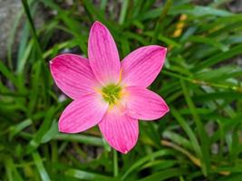 die rosa regenlilie ist eine pflanzenart der gattung zephyranthes oder regenlilie, die in peru und kolumbien beheimatet ist. foto