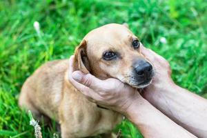 Besitzer, der das Gesicht des Hundes mit großer Liebe und Sorgfalt in den Händen hält. foto