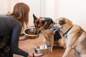 Zwei hungrige Hunde warten auf die Fütterung. der besitzer gibt seinen hunden die näpfe mit granulat. foto