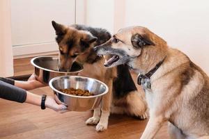 Zwei hungrige Hunde warten auf die Fütterung. der besitzer gibt seinen hunden die näpfe mit granulat. foto