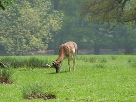 wandern in westfalen bei duelmen foto