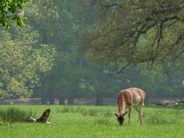 wandern in westfalen bei duelmen foto