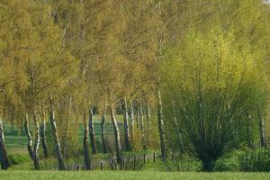 Bäume in Westfalen foto