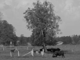 Sommerzeit im deutschen Münsterland foto