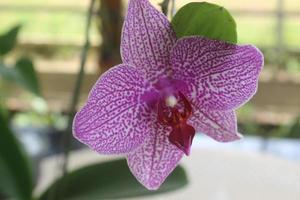 selektiver fokus von rosa doritaenopsis- oder phalaenopsis-orchideen im garten. mit unscharfem Hintergrund. Verwendung von natürlichen Hintergründen. foto