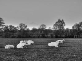 Kühe im deutschen Münsterland foto