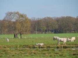 Kühe auf einer Wiese foto