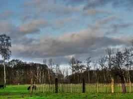 Kühe auf einer Wiese in Westfalen foto