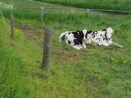 das kleine dorf loikum foto