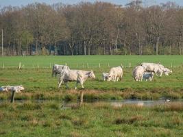 Kühe auf einer Wiese foto