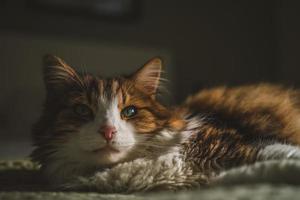 Porträt einer Katze mit grünen Augen foto