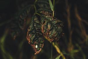 Blätter sterben langsam vom Baum ab foto